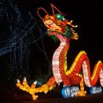 DublinZoo WildLights06