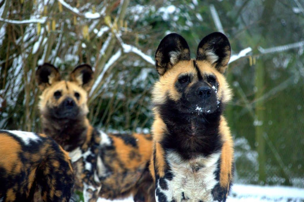 Painted African Dogs 2 Dublin Zoo Credit