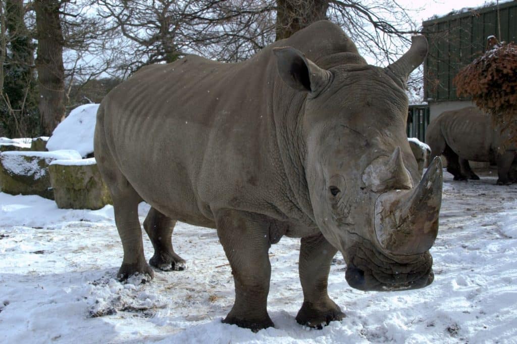 Southern White Rhino Dublin Zoo Credit
