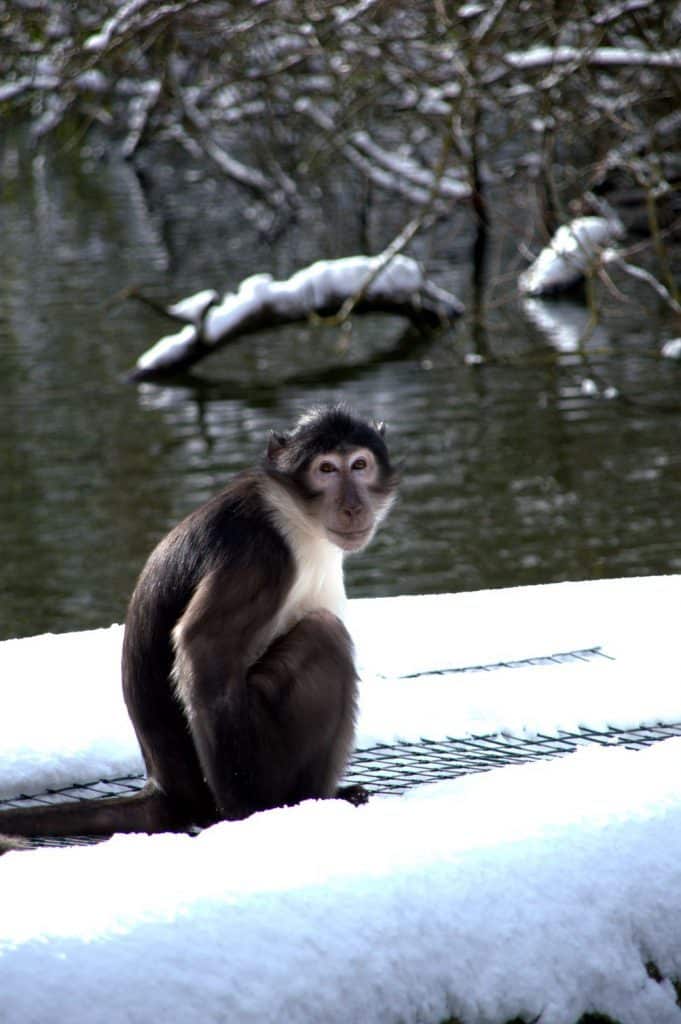 White Crowned Mangabey Dublin Zoo Credit