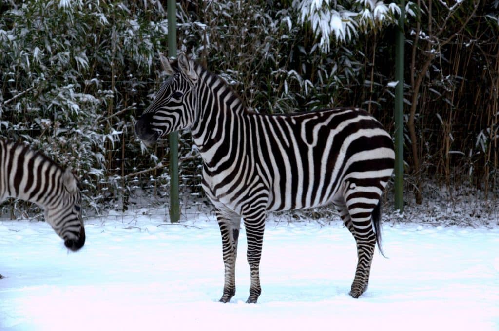 Zebra Dublin Zoo Credit