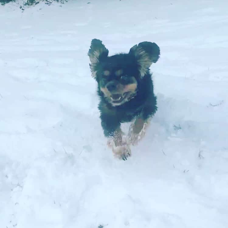 rocky