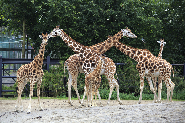 A Summer Of Sustainability Could Earn You A Free Year Of Family Fun At The Zoo!