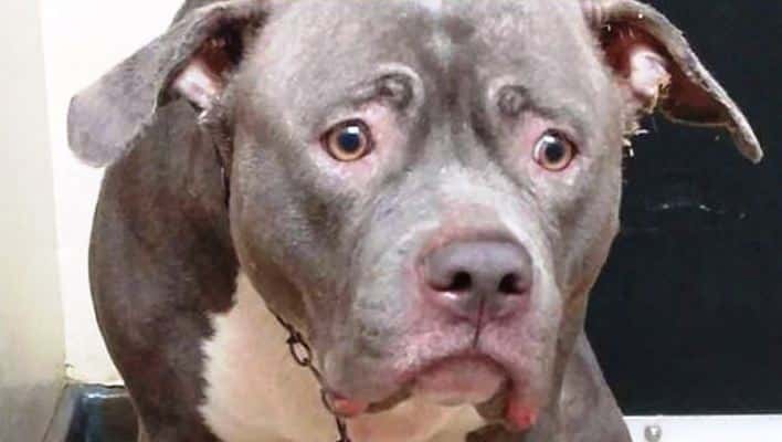 Monster Abandons Dog On M50