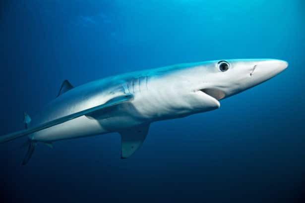 Man Seriously Injured After Receiving Shark Bite Off Cork Coast