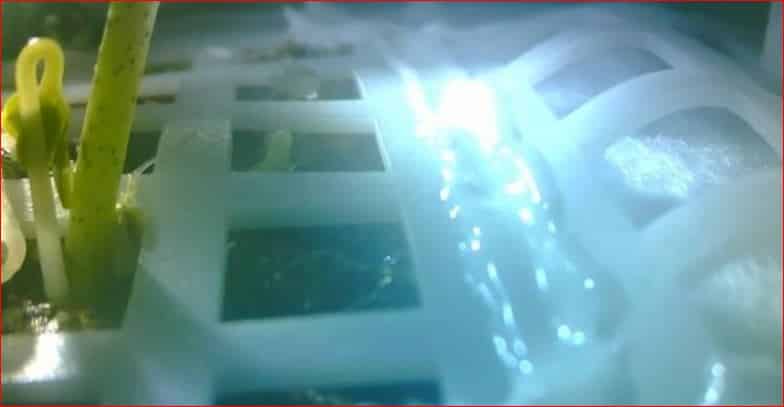 Seed