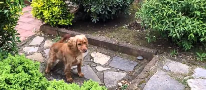 Dogs