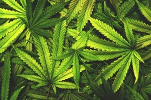 Marijuana