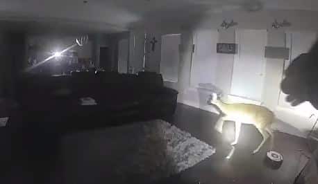 Deer