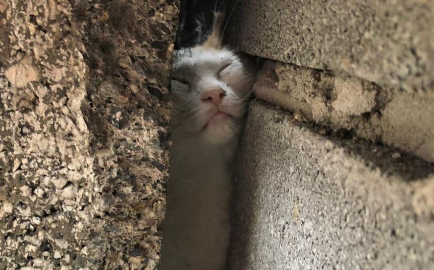 , Photos: Dublin Fire Brigade Rescues Cat Stuck Between Cavity Blocks