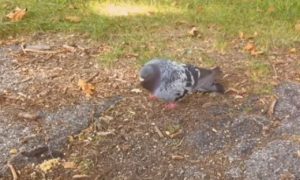 , Dubliners Advised To Be On The Lookout For Drunk Pigeons