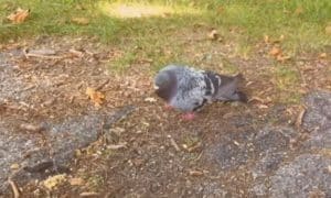 Drunk pidgeon