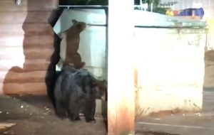 , Video: Bear Cub Trapped In Bin Is Saved By Police
