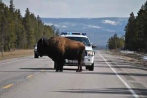 Montana