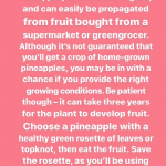 Pineapple 1