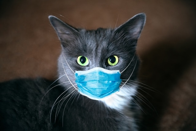 Covid-19 - Cat with mask