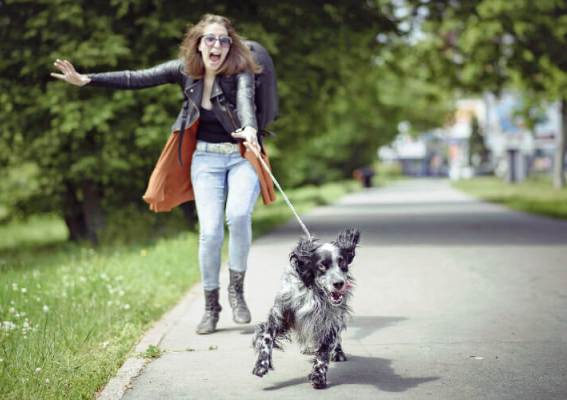 Dog Walker