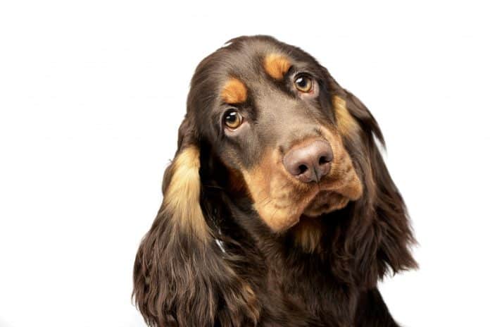 Do Hard Time For Dognapping Says Aontú