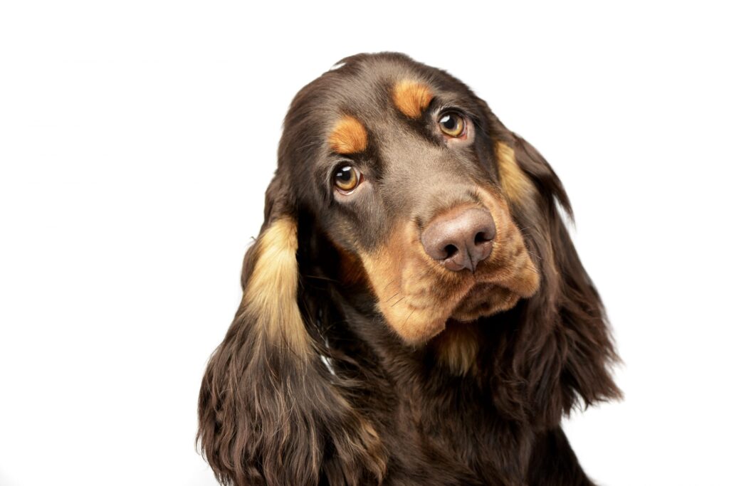 Do Hard Time For Dognapping Says Aontú