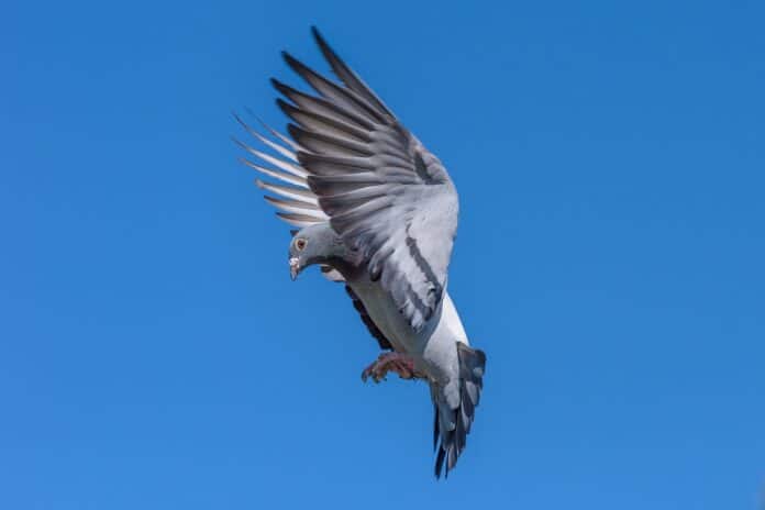 Belgian Racing Pigeon Auctioned For €1.6 Million