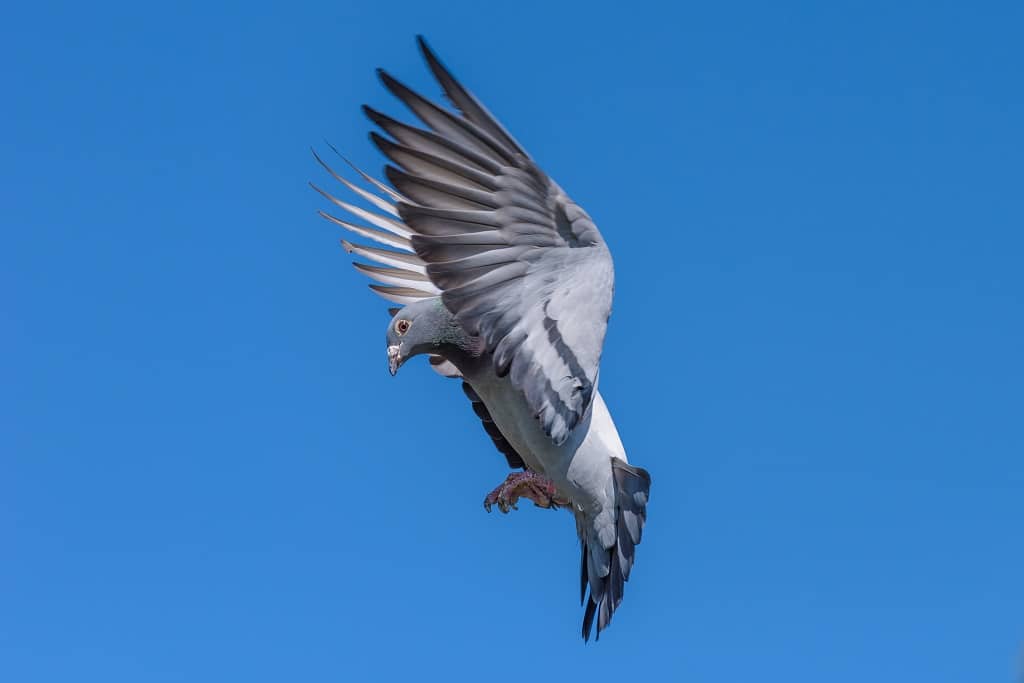Belgian Racing Pigeon Auctioned For €1.6 Million