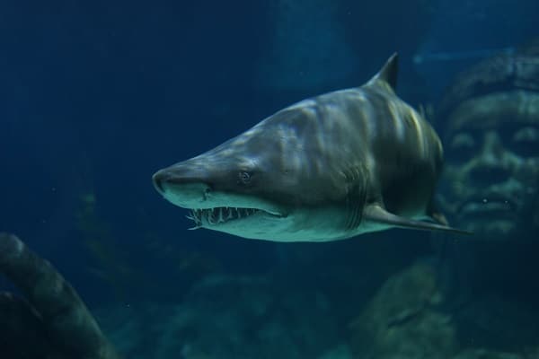 altimage="shark"