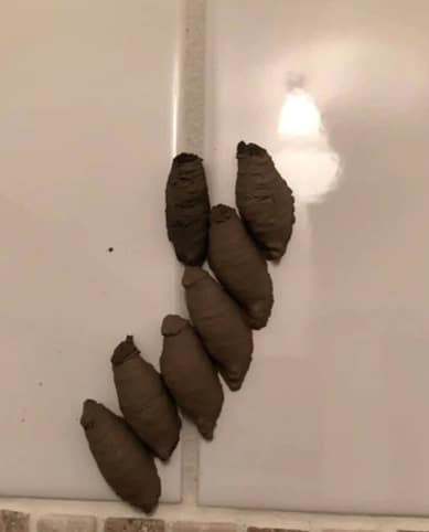 altimage="nest"