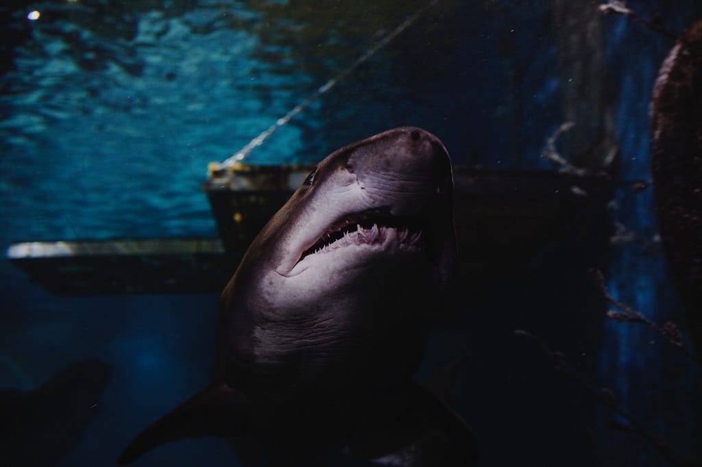 Australian Surfer Survives Great White Shark Attack