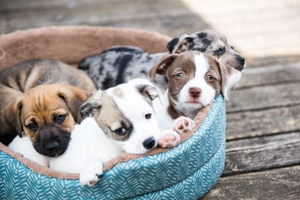 Dogs shop trust puppies