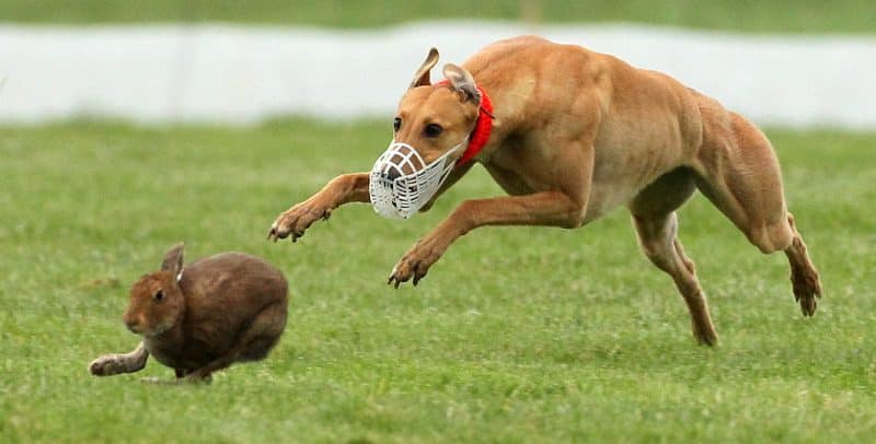 , Pammy Urges Martin To Ban ‘Cruel’ Hare Coursing