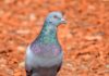 Australia-Plan-To-Kill-Racing-Pigeon