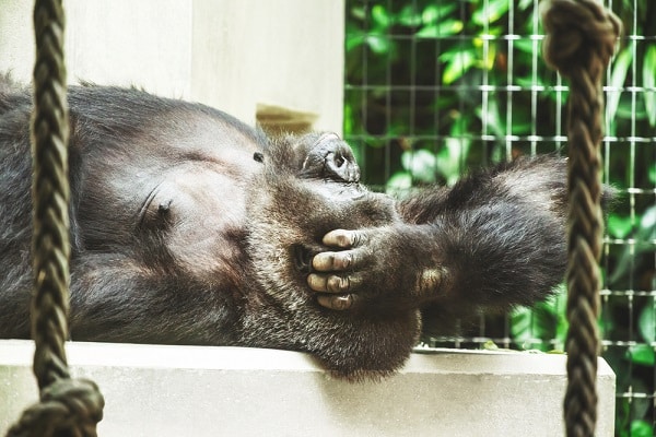 altimage="gorillas"