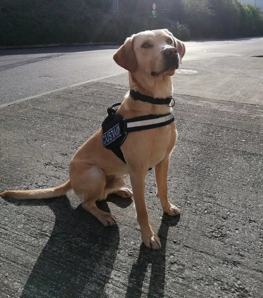 Revenue's Detector Dog Bailey Sniffs Out Drugs Labelled As Clothes In Dublin Parcel Hub