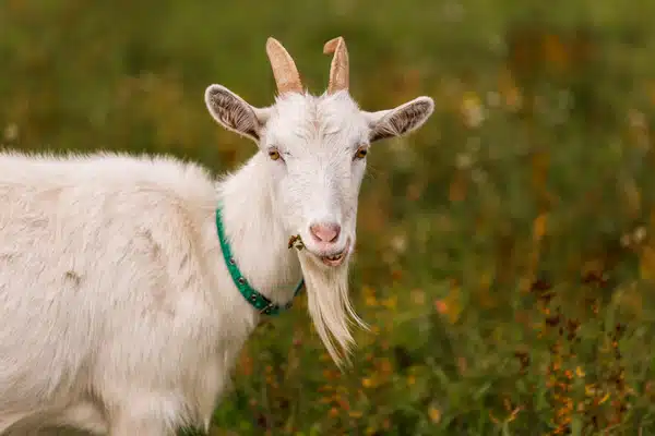 goat