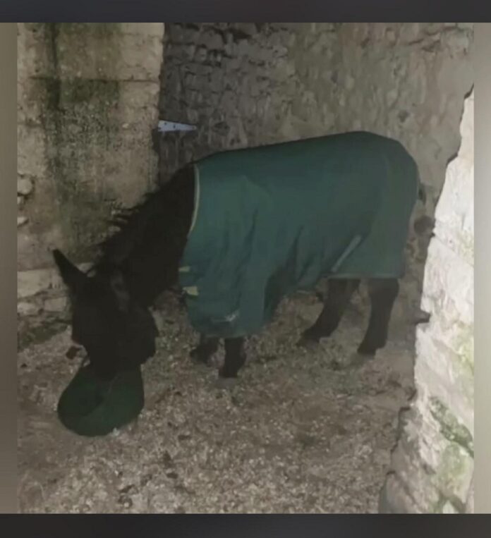 Donkey Rescued In South Dublin After Allegedly Being Raffled And Beaten