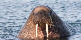 Arctic Walrus Lands On The Rocks At Valentia Island In Kerry