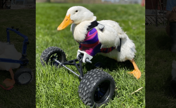 Altimage= "duck"