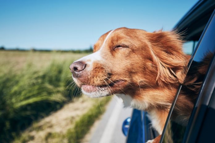 Retrievers, Cocker Spaniels, and Labradors Named As Ireland's Most Paw-Pular Dogs On Instagram