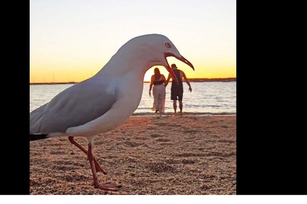 "seagulls"