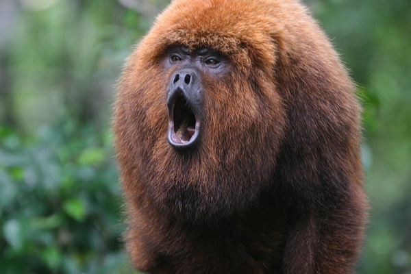 howler