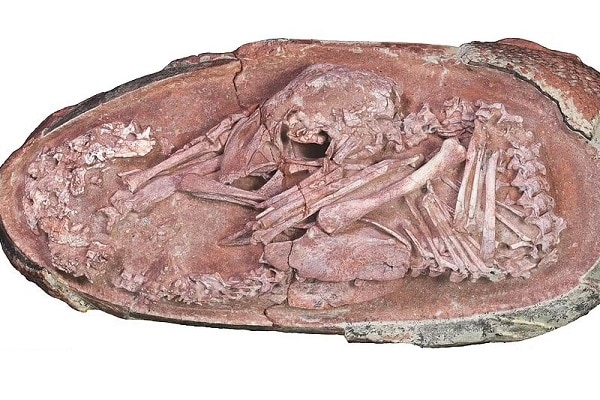 dinosaur