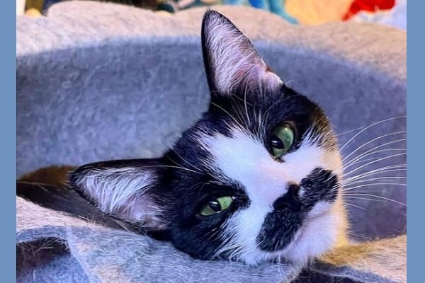 cat