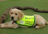Irish-Guide-Dogs-Recruiting-For-Puppy-Raising-Volunteers