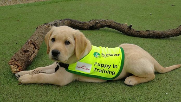 Irish-Guide-Dogs-Recruiting-For-Puppy-Raising-Volunteers