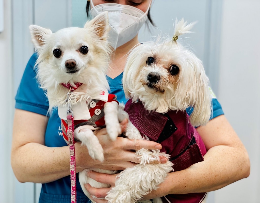 The Irish Blue Cross Urges Pet Owners to Take Care of Their Dogs as we Enter Heatwave