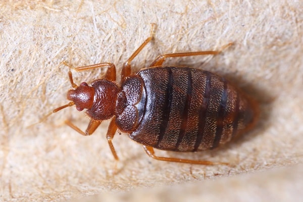 Irish-Rugby-Fans-in-Paris-Warned-to-Watch-Out-for-Bedbugs