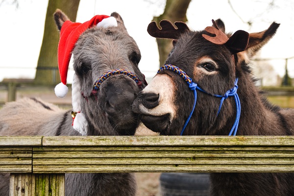 Live Animal Crib Returns to Dublin's Mansion House this Christmas