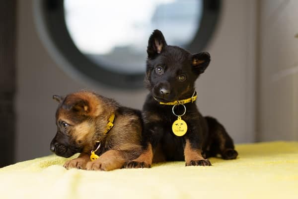 Puppies Found In Plastic Bag As Dogs Trust Renews Appeal