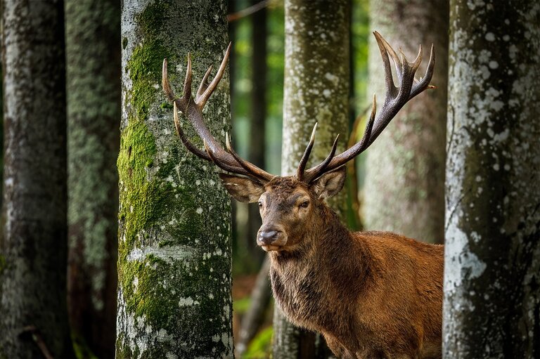 'Calluous Killing' Of Stag Found Beheaded On Newbridge House Grounds