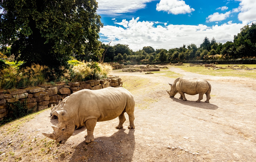 Dublin Zoo
